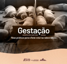 Gestação coletiva de matrizes suínas: boas práticas para o bem-estar na suinocultura